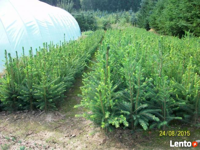 Sadzonki Świerku Pospolitego , Świerku Srebrnego, Serbskiego