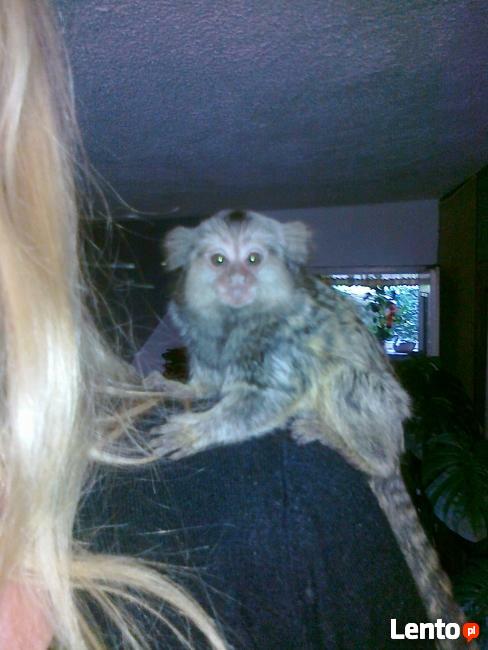 Małpka marmozeta samiczka, samiec - sprzedam