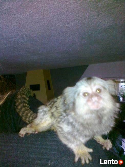 Małpka marmozeta samiczka, samiec - sprzedam