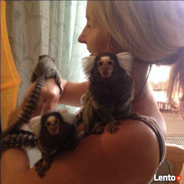 Małpka marmozeta samiczka, samiec - sprzedam