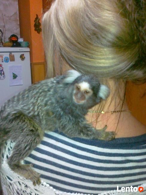 Małpka marmozeta samiczka, samiec - sprzedam