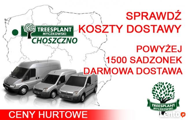 Sadzonki Świerk Srebrny PICEA PUNGENS KAIBAB 25-40 cm HURT!!