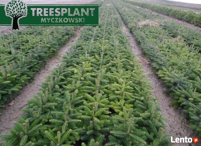 Sadzonki Jodła kaukaska Nordmanniana 2/1 15-20 cm Ceny HURT!