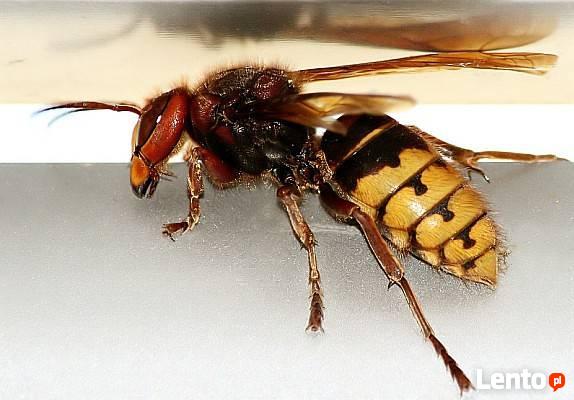 Likwidacja gniazd os i szerszeni usuwanie gniazd