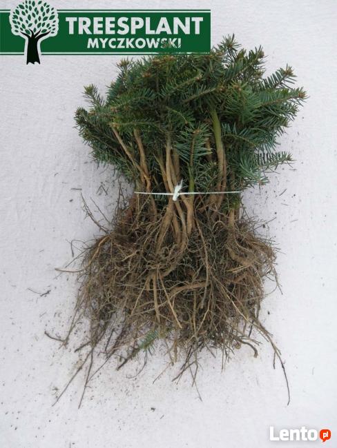 Sadzonki Jodła kaukaska Nordmanniana 2/1 15-20 cm Ceny HURT!