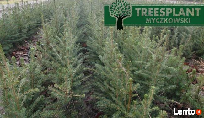 Świerk Pospolity PICEA ABIES 2/1 25-50 cm Producent HURT !!