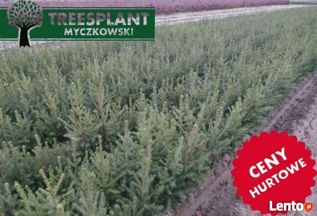 Świerk Pospolity PICEA ABIES 2/1 25-50 cm Producent HURT !!