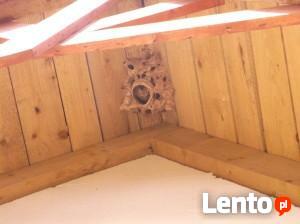 Likwidacja gniazd os i szerszeni usuwanie gniazd