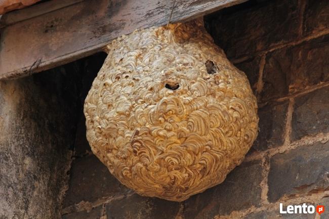 Likwidacja gniazd os i szerszeni usuwanie gniazd