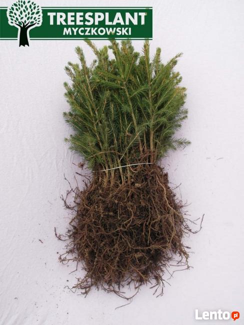 Świerk Pospolity PICEA ABIES 2/1 25-50 cm Producent HURT !!