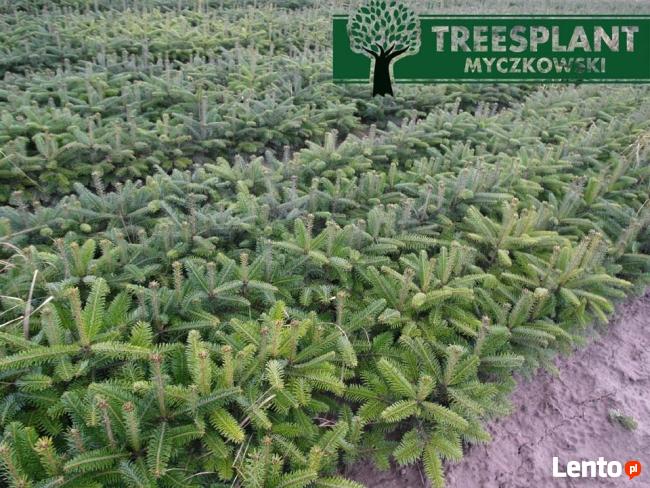 Sadzonki Jodła kaukaska Nordmanniana 2/1 15-20 cm Ceny HURT!
