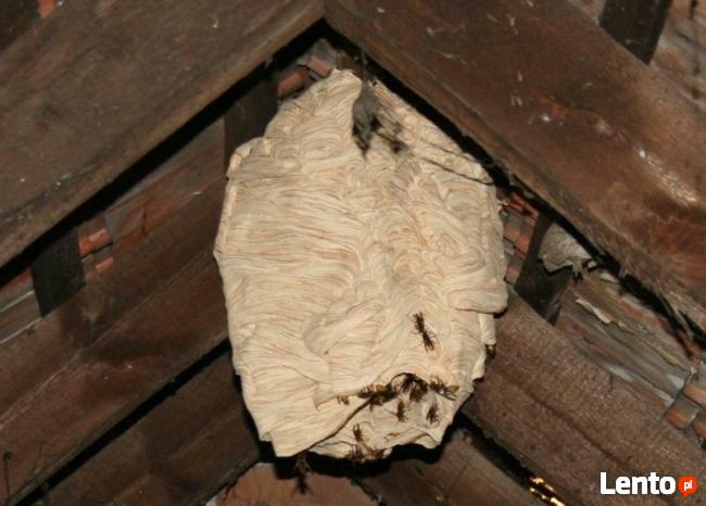 Likwidacja gniazd os i szerszeni usuwanie gniazd