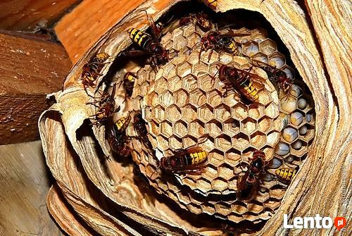 Likwidacja gniazd os i szerszeni usuwanie gniazd