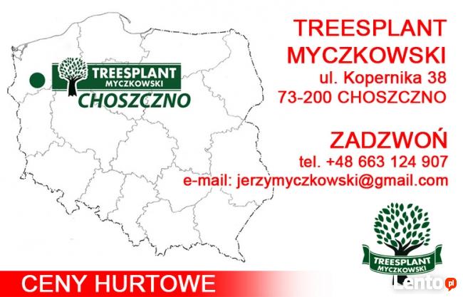 Sadzonki Świerk Srebrny PICEA PUNGENS KAIBAB 25-40 cm HURT!!