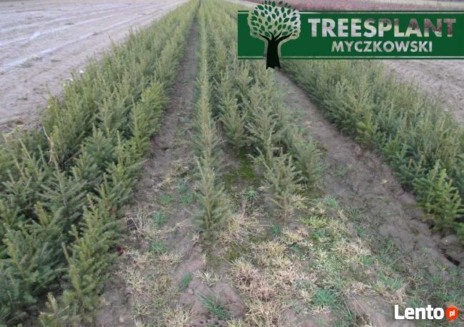 Świerk Pospolity PICEA ABIES 2/1 25-50 cm Producent HURT !!