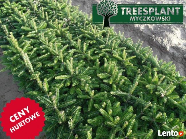 Sadzonki Jodła kaukaska Nordmanniana 2/1 15-20 cm Ceny HURT!