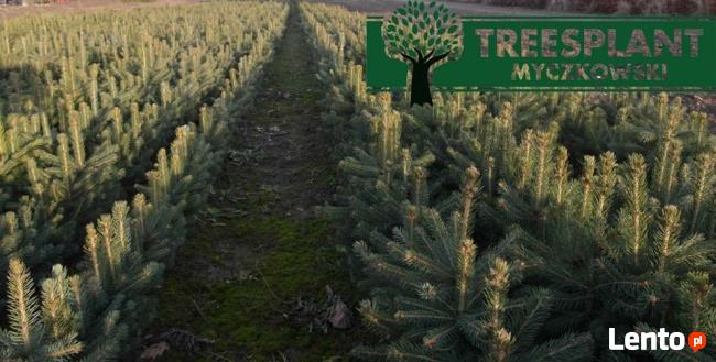 Sadzonki Świerk Srebrny PICEA PUNGENS KAIBAB 25-40 cm HURT!!