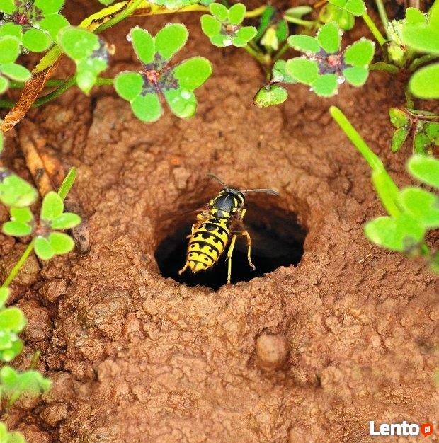 Likwidacja gniazd os i szerszeni usuwanie gniazd