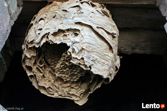 Likwidacja gniazd os i szerszeni usuwanie gniazd