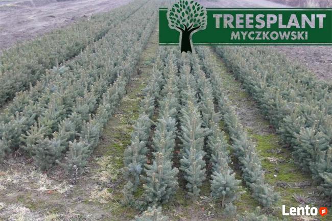 Sadzonki Świerk Srebrny PICEA PUNGENS KAIBAB 25-40 cm HURT!!