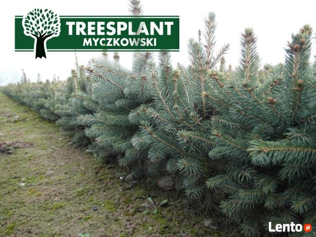 Sadzonki Świerk Srebrny PICEA PUNGENS KAIBAB 25-40 cm HURT!!