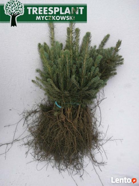 Sadzonki Świerk Srebrny PICEA PUNGENS KAIBAB 25-40 cm HURT!!