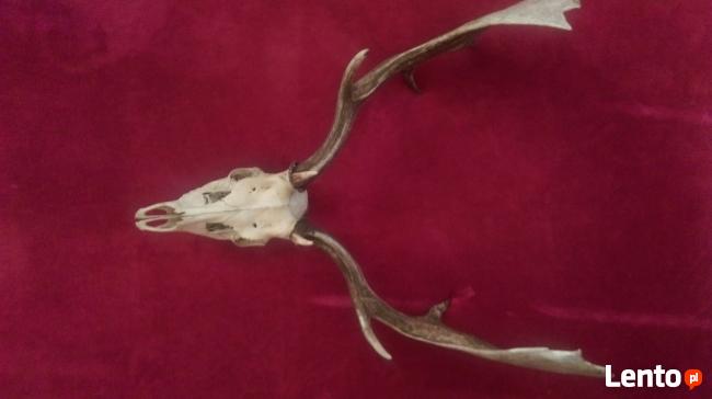 duże poroże łosia