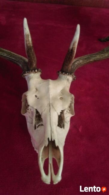 duże poroże łosia