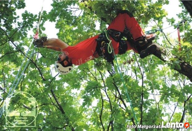WYCINKA ALPINISTYCZNA, usługi rębakiem, frezowanie pni