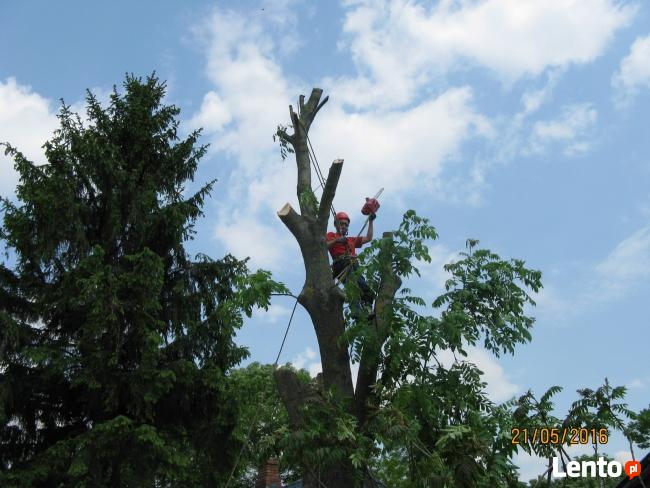 WYCINKA ALPINISTYCZNA, usługi rębakiem, frezowanie pni