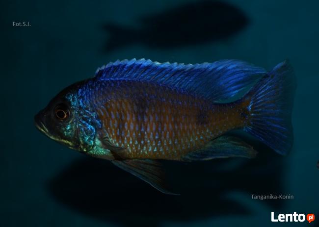 Ryby Malawi Copadichromis Kawanga