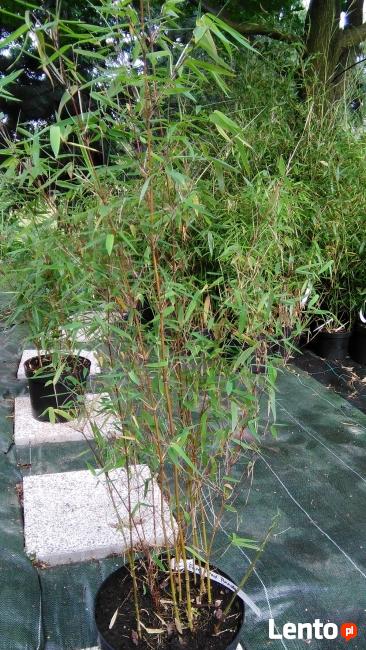 Bambus Red Panda 3L 60cm Bambusy Kraków Mrozoodporne