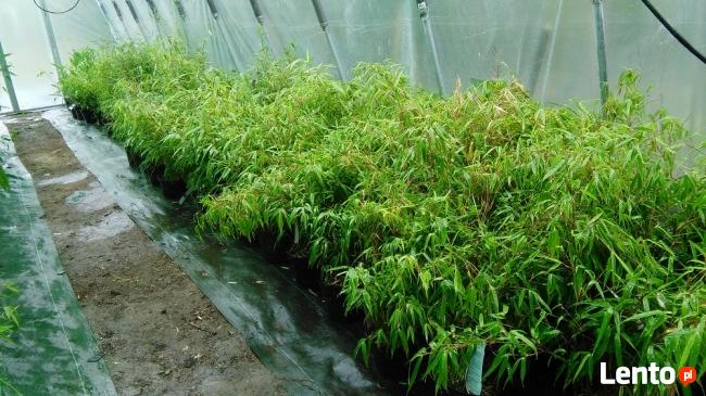 Sadzonki Bambusów Mrozoodporne Drzewiaste Kępowe Odmiany