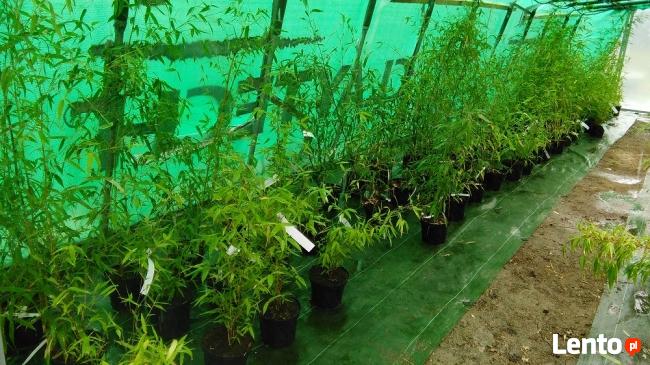 Sadzonki Bambusów Mrozoodporne Drzewiaste Kępowe Odmiany