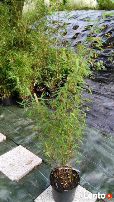 Bambus Red Panda 3L 60cm Bambusy Kraków Mrozoodporne