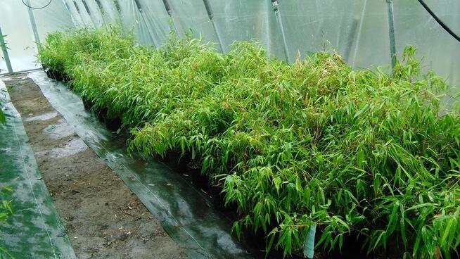 Bambus Fargesia murielae Grune Hecke 5L 60cm Bambusy Kraków