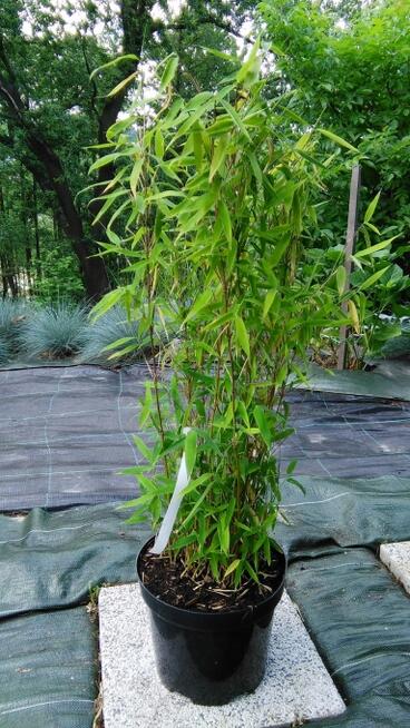Bambus Fargesia murielae Grune Hecke 5L 60cm Bambusy Kraków