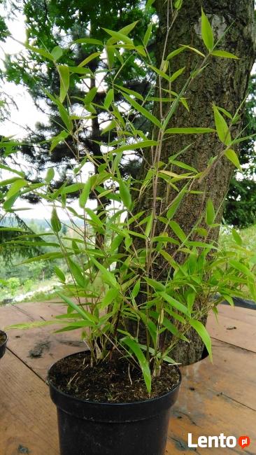 Pachnący Bambus PhyllostachysGreenPerfume3L60-100cm Sadzonki