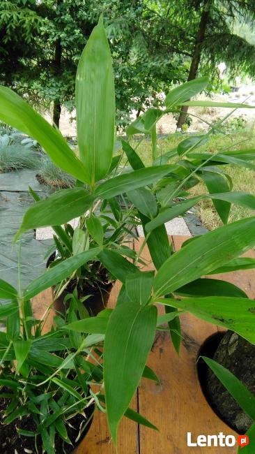 Sadzonki Bambusów Mrozoodporne Drzewiaste Kępowe Odmiany