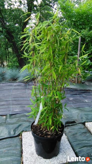 Sadzonki Bambusów Mrozoodporne Drzewiaste Kępowe Odmiany