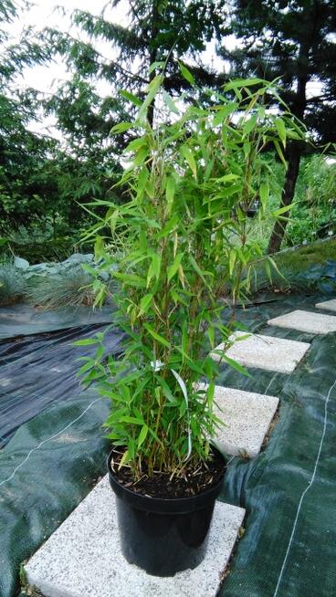 Bambus Fargesia murielae Grune Hecke 5L 60cm Bambusy Kraków