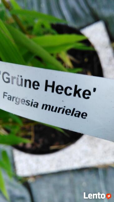 Bambus Fargesia murielae Grune Hecke 5L 60cm Bambusy Kraków