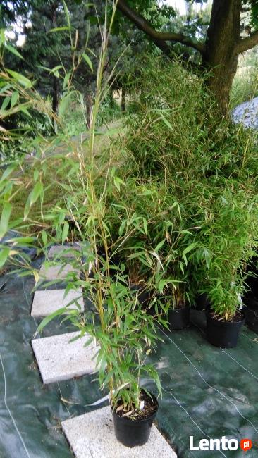 Sadzonki Bambusów Mrozoodporne Drzewiaste Kępowe Odmiany