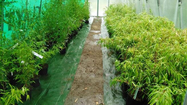 Bambus Fargesia murielae Grune Hecke 5L 60cm Bambusy Kraków