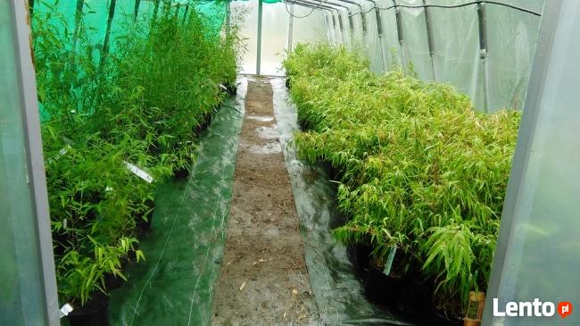 Sadzonki Bambusów Mrozoodporne Drzewiaste Kępowe Odmiany