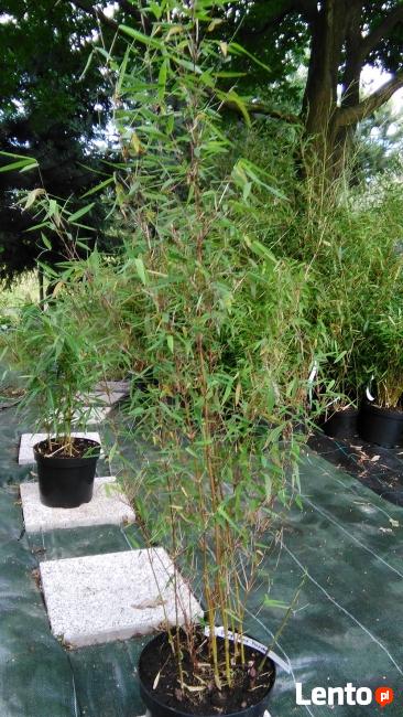 Bambus Red Panda 3L 60cm Bambusy Kraków Mrozoodporne