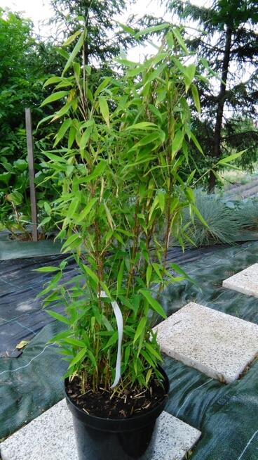 Bambus Fargesia murielae Grune Hecke 5L 60cm Bambusy Kraków
