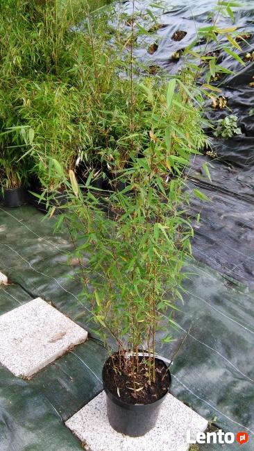 Bambus Red Panda 3L 60cm Bambusy Kraków Mrozoodporne