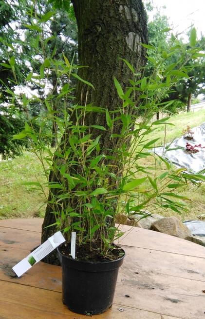 Bambus Phyllostachys Bissetii 3L60-90cm Sadzonki Mrozoodpone