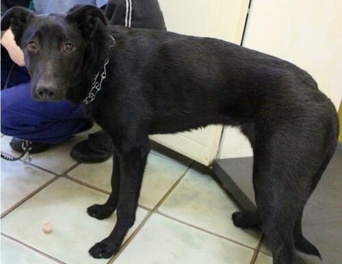 Liber - młodziutki mix labradora do adopcji
